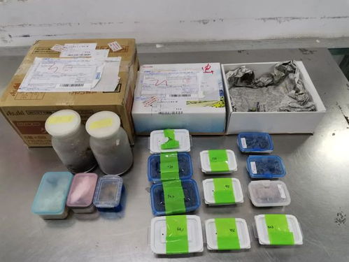 海關嚴查進境郵政快件，搖身一變的日用品驚現活體甲蟲