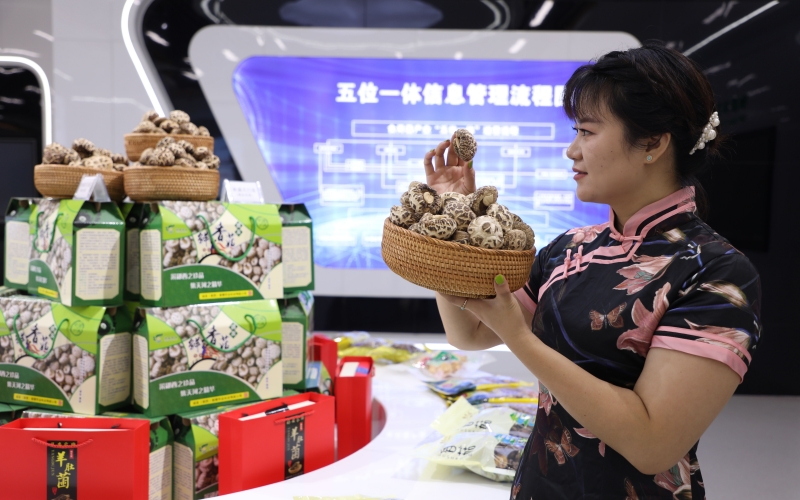 湖北鄖西 五大百億產(chǎn)業(yè)集群“頂起”工業(yè)經(jīng)濟(jì)，食用農(nóng)產(chǎn)品研發(fā)賦能鄉(xiāng)村振興